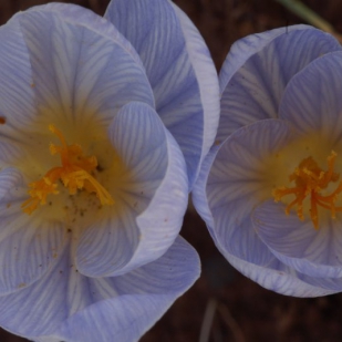 Crocus cancellatus ssp mazziaricus